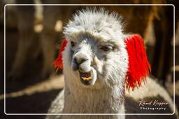Alpacas, Altiplano (143)