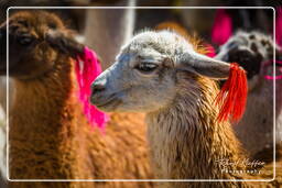 Alpacas, Altiplano (144)