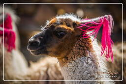Alpacas, Altiplano (145)