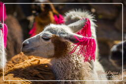 Altiplano (146) Alpacas