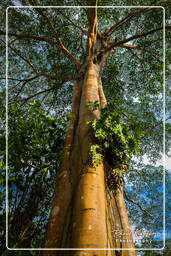 Réserve nationale Tambopata - Forêt Amazonienne (3)