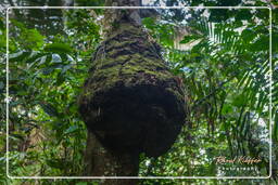 Réserve nationale Tambopata - Forêt Amazonienne (18)