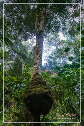 Réserve nationale Tambopata - Forêt Amazonienne (25)