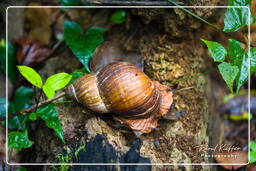 Tambopata National Reserve - Foresta Amazzonica (27)