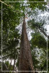 Tambopata National Reserve - Foresta Amazzonica (33)