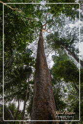 Tambopata National Reserve - Foresta Amazzonica (33)