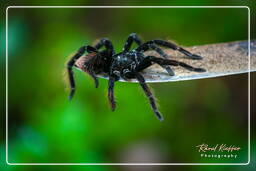 Tambopata National Reserve - Foresta Amazzonica (39) Mygale