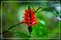 Tambopata National Reserve - Foresta Amazzonica (50)