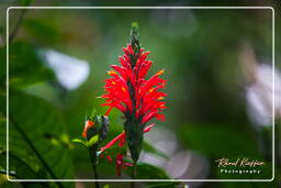 Tambopata National Reserve - Foresta Amazzonica (51)