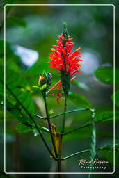 Tambopata National Reserve - Foresta Amazzonica (53)