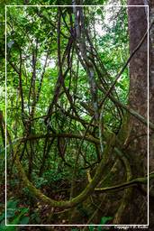 Tambopata National Reserve - Amazonas Regenwald (56)