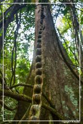 Tambopata National Reserve - Amazonas Regenwald (62)