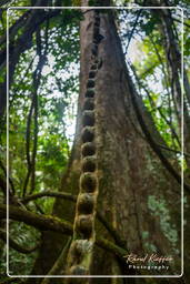Tambopata National Reserve - Amazon Rainforest (62)