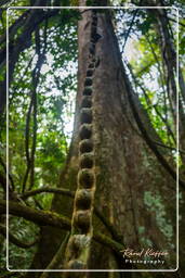 Tambopata National Reserve - Foresta Amazzonica (62)