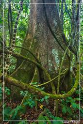 Tambopata National Reserve - Amazonas Regenwald (63)