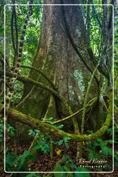 Tambopata National Reserve - Foresta Amazzonica (63)