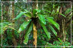 Tambopata National Reserve - Amazonas Regenwald (65)