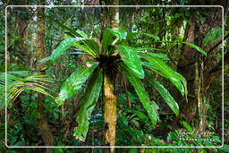 Tambopata National Reserve - Foresta Amazzonica (65)