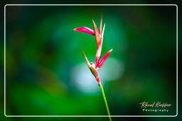 Tambopata National Reserve - Amazon Rainforest (67)