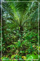 Tambopata National Reserve - Amazonas Regenwald (68)