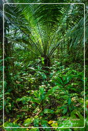 Tambopata National Reserve - Foresta Amazzonica (68)