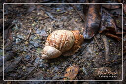 Tambopata National Reserve - Foresta Amazzonica (70)