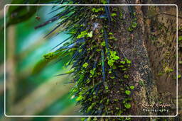 Tambopata National Reserve - Foresta Amazzonica (79)