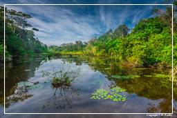 Tambopata National Reserve - Foresta Amazzonica (88)