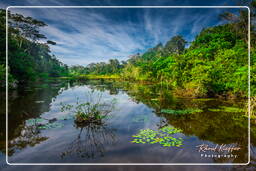 Reserva nacional Tambopata - Selva Amazónica (88)