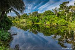 Tambopata National Reserve - Foresta Amazzonica (92)