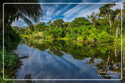 Reserva nacional Tambopata - Selva Amazónica (92)