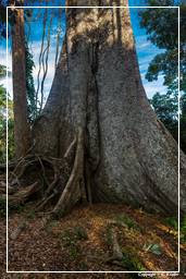 Tambopata National Reserve - Amazonas Regenwald (95)