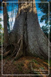 Tambopata National Reserve - Foresta Amazzonica (95)