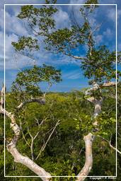 Tambopata National Reserve - Amazonas Regenwald (99)