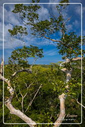 Tambopata National Reserve - Foresta Amazzonica (99)