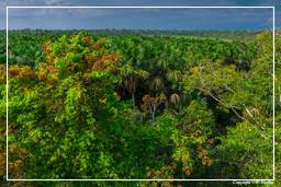 Tambopata National Reserve - Foresta Amazzonica (101)