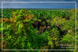 Tambopata National Reserve - Foresta Amazzonica (101)