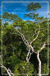 Tambopata National Reserve - Foresta Amazzonica (104)