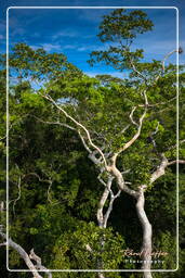 Reserva nacional Tambopata - Selva Amazónica (104)