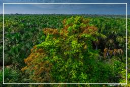 Tambopata National Reserve - Amazonas Regenwald (105)