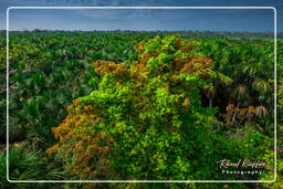 Réserve nationale Tambopata - Forêt Amazonienne (105)