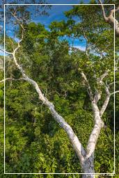 Tambopata National Reserve - Amazonas Regenwald (107)