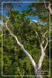 Reserva nacional Tambopata - Selva Amazónica (107)