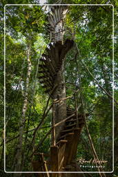 Reserva nacional Tambopata - Selva Amazónica (109)