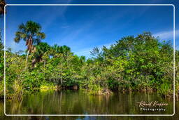 Réserve nationale Tambopata - Forêt Amazonienne (114)