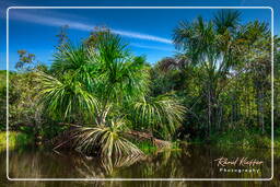 Tambopata National Reserve - Amazon Rainforest (118)