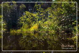 Tambopata National Reserve - Foresta Amazzonica (120)