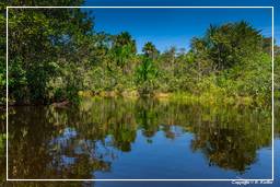 Tambopata National Reserve - Foresta Amazzonica (122)
