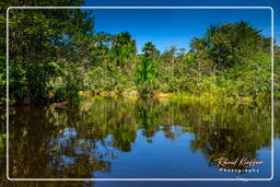 Tambopata National Reserve - Foresta Amazzonica (122)