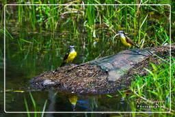 Reserva nacional Tambopata - Floresta Amazônica (142)